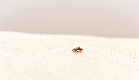 Bed%20Bug%20on%20a%20Mattress_edited.jpg